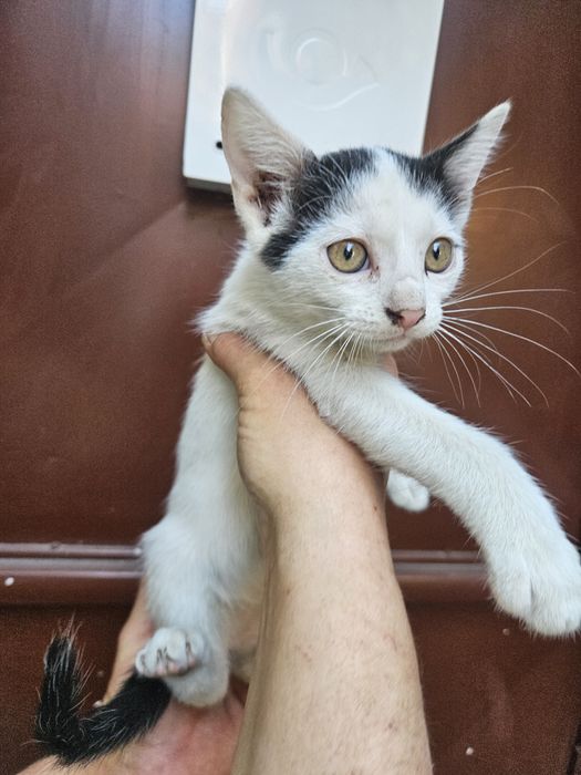 Подарявам котета