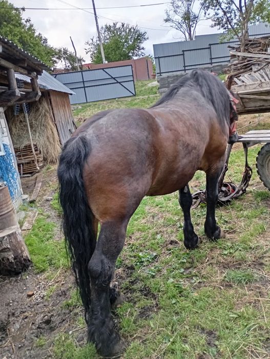 Vând armăsar de 5 ani cuminte,garantat la ham, pentru mai multe inform