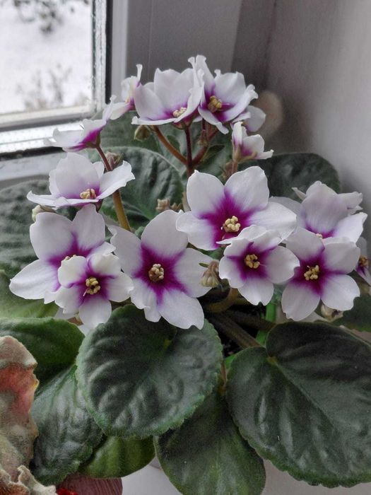 Коллекционные фиалки