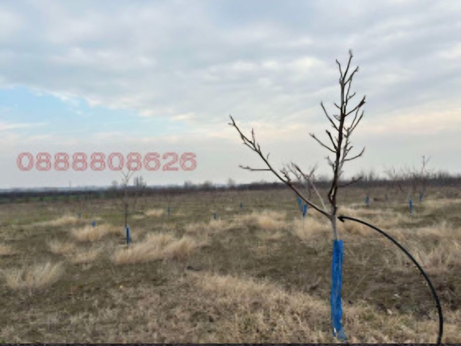 Продава се Земеделски имот в Перущица -  кв.м за 4857 €/дка - Снимка #5