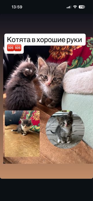 Хорошие добрые котята