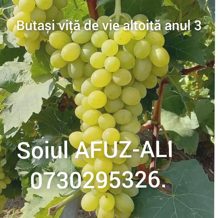 Vând Butași viță de vie altoită si hibridă Autorizata si Certificată