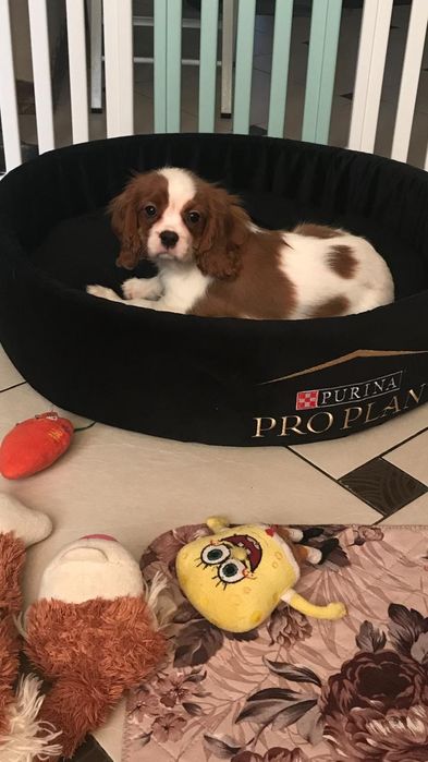 Щенки Кавалер Кинг-чарльз