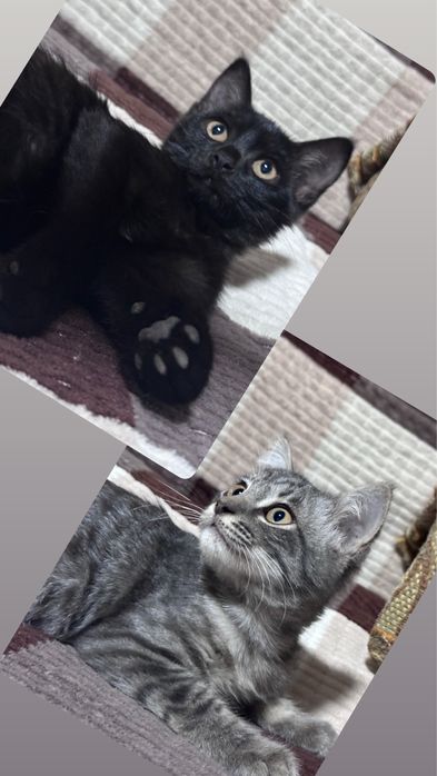 Котята девочки черная и полосатая серая