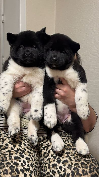 Щенки просто бомба