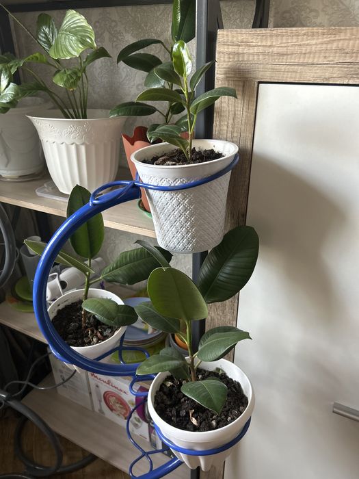 Продам фикусы Бенжамина