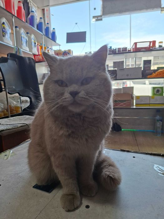 Mushik erkak vyaskaga sotlmid toza latok bladi