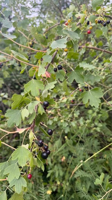 Продам двухэтажный дом (дача)
