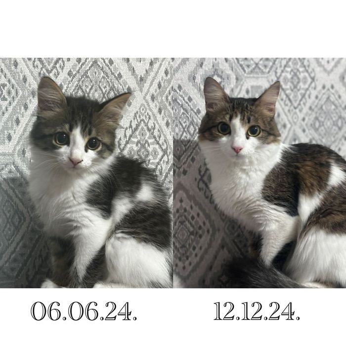 Дарю кошку хорошим людям