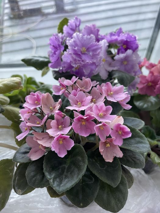 Продам цветущие сортовые фиалки!