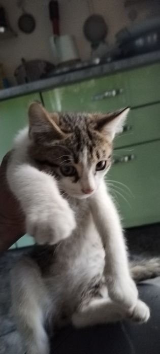 Мушук бор жуда акилле