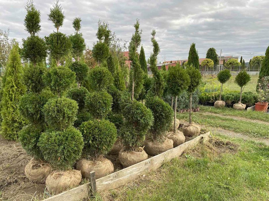 Gard Viu Laur Englezesc Prunus Laurocerasus Photinia Red Robin Leyland