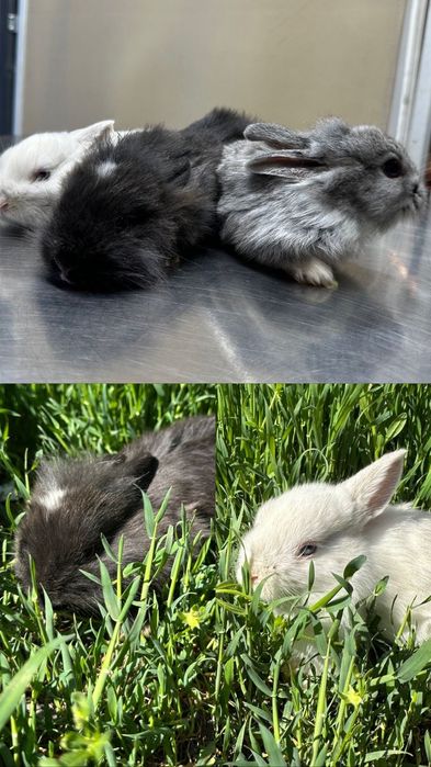 Декоративные  кролики