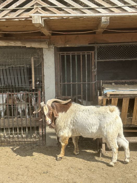 Vand iezi si capre boer