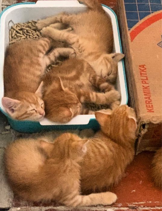 Отдадим 6 рыжих котят в заботливые и ответственные руки