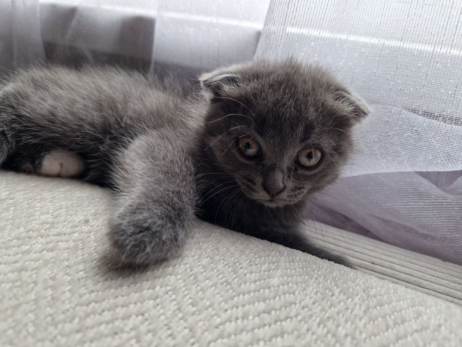 Отдам котят от британки