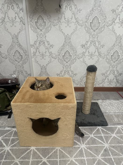 Кошкин дом когтедралка
