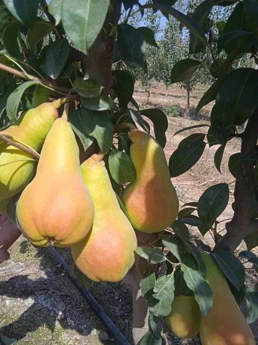 NOK НОК Koʻchaatlari sotuvda sortiga kafolat beramiz