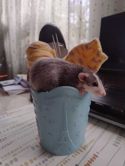 КрысЁнок Дамбо  ХАСКИ