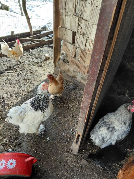Găini de iopan , vreo 5 sunt de 2 ani, restul din toamnă