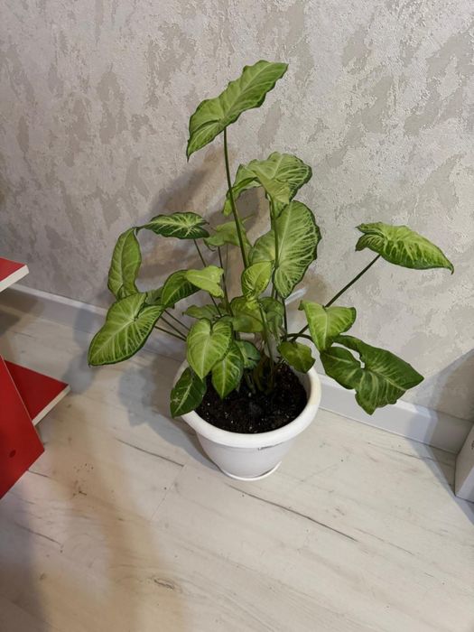 Продам.Сигнониум Мраморный.