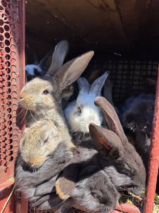 Vând iepure de casa