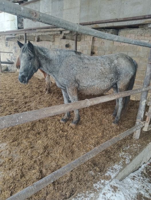 Кобылы стоят на откорме