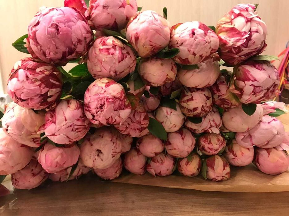 Пионы сара бернар купить фото Пионы сара бернар купить фото