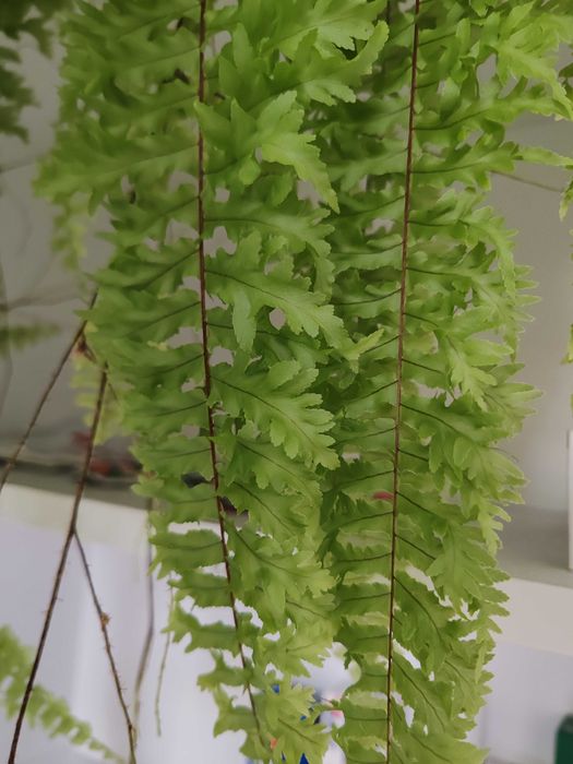 Стайна папрат, къдрева