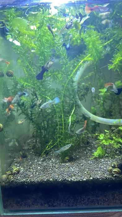 аквариумные рыбки гуппи