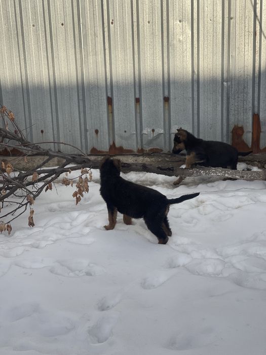 Немецкая овчарка (щенок)