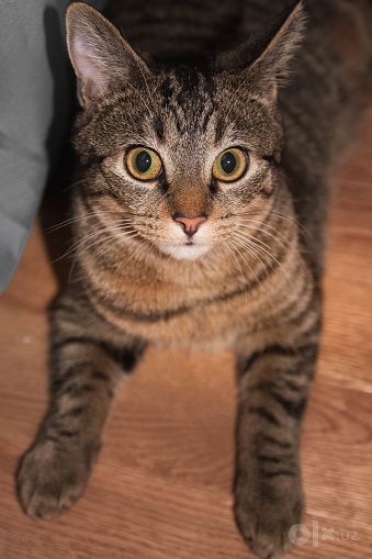 Кот Тигрюша ищет семью