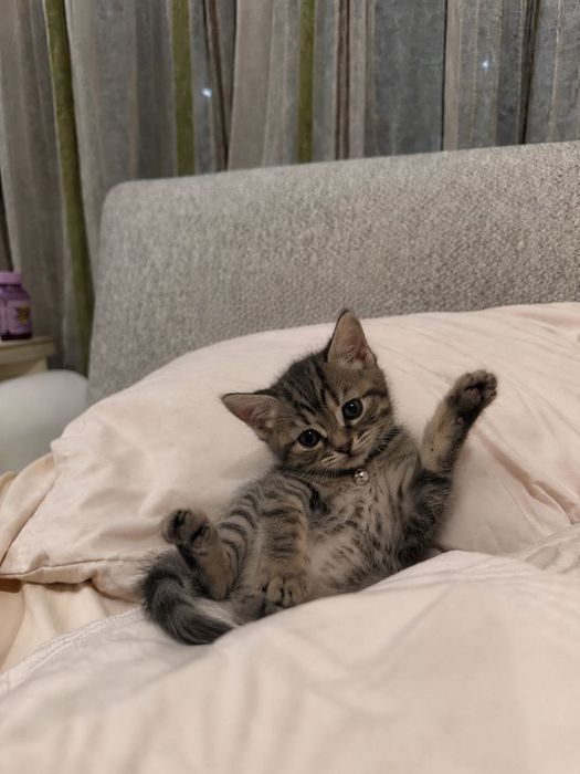 Отдаю котят в добрые руки