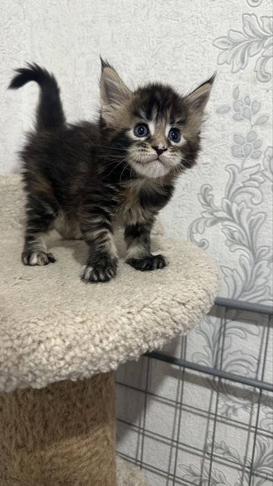 Мейн-Кун Питомник Продажа