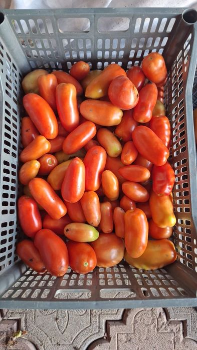 Продам домашние помидоры