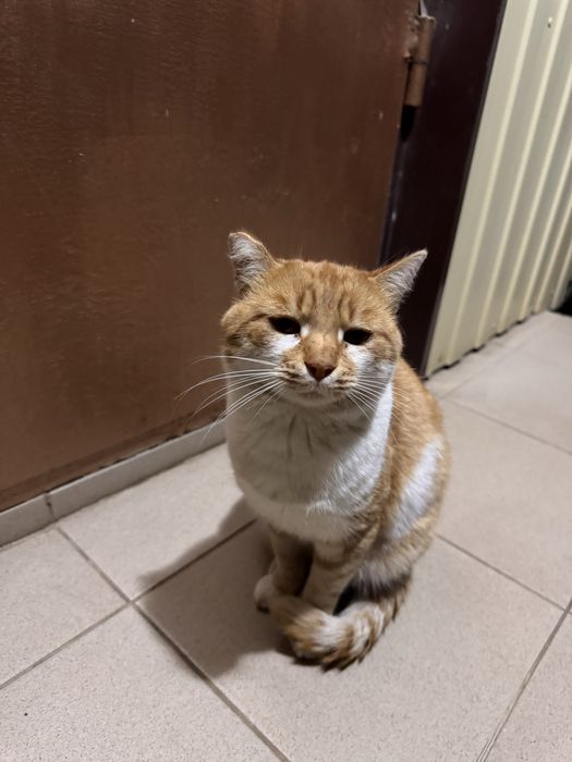 Котик ищет домик