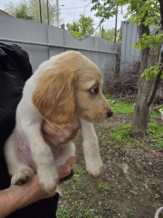 Собаки спаниельки