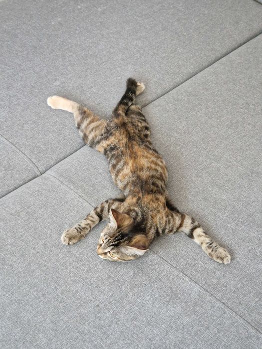 Котята и стерильные кошки