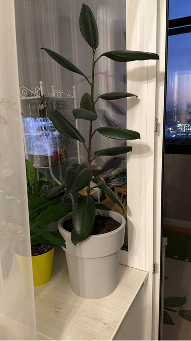 Фикус (черный принц)