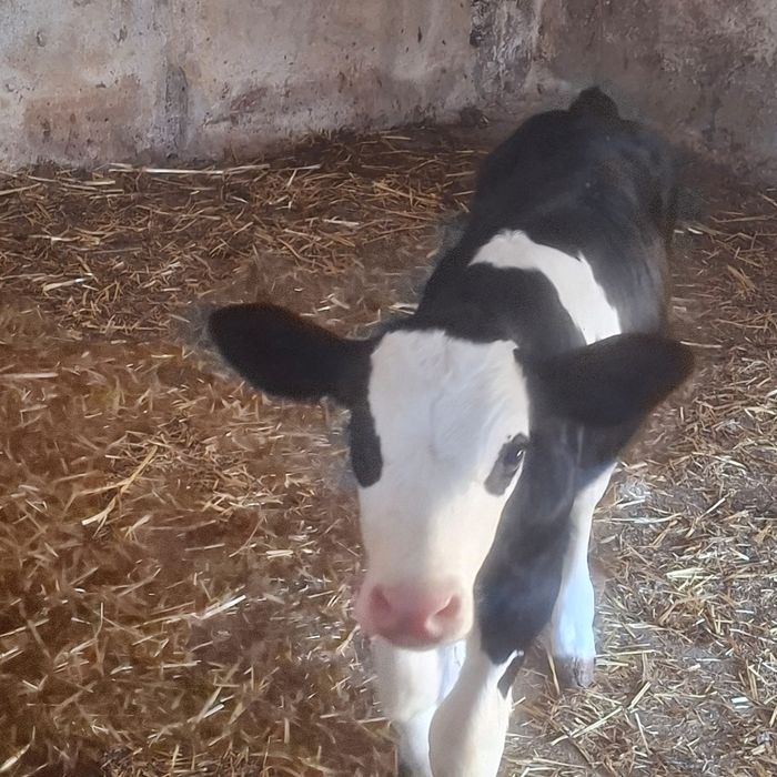 Van 2 vitele si 1 vitel de 1 saptamana