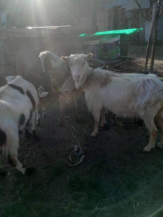 Vând 3 capre si doua iedute