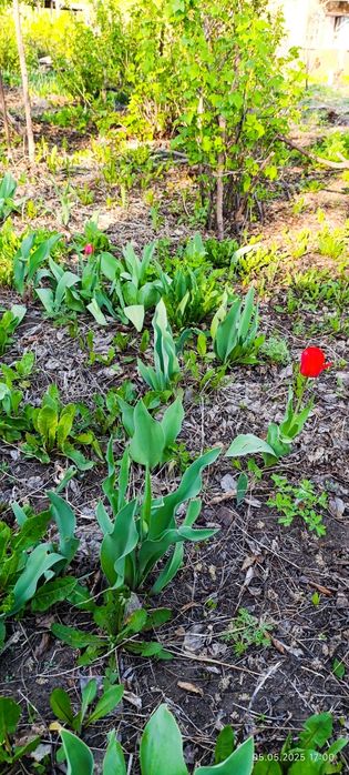 Продам дачу садоводство энтузиаст