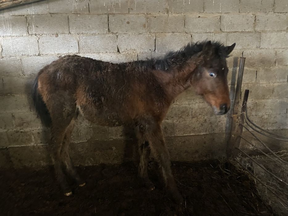 Жабағы Тай Жылкы Лошадь