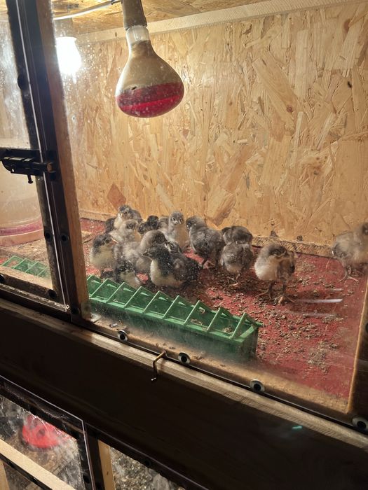 Pui australorp negru si albastru