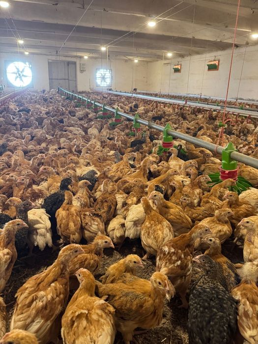 Pui rasă mixtă si pui albi de carne