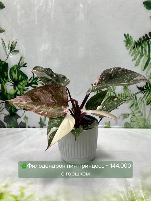 Калатеи, Филодендрон и др растения