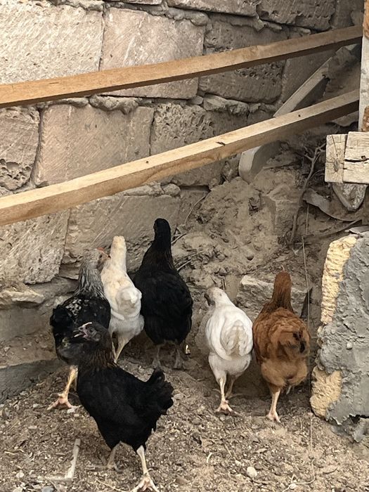 2айлык балапандар сатылады