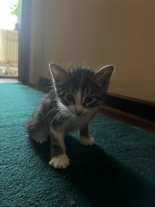 Mushuk bolalari va onasi