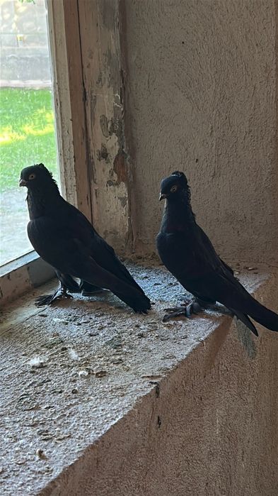 Жук пара голуби кептер голуб 15.000