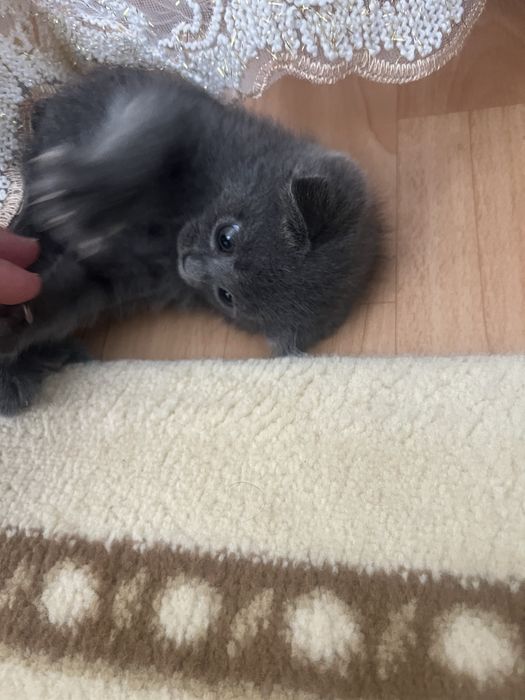 Сотилади мушукчалар